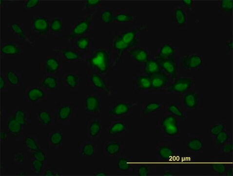 Monoclonal Anti-RBBP4, (C-terminal) antibody produced in mouse clone 4A5, purified immunoglobulin, buffered aqueous solution