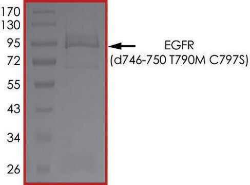 EGFR (D746-750 T790M C797S), Active PRECISIO&#174; Kinase, recombinant