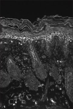 Monoclonal Anti-KCNA6 antibody produced in mouse clone S19-36, 1&#160;mg/mL, purified immunoglobulin