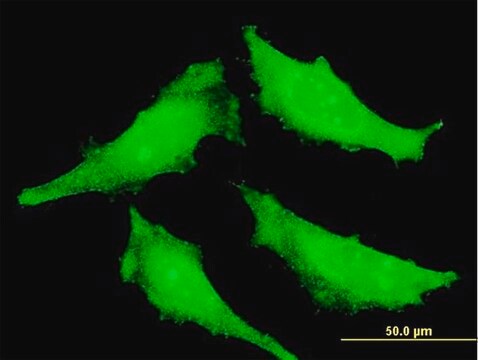 Monoclonal Anti-SENP7 antibody produced in mouse clone 2D4, purified immunoglobulin, buffered aqueous solution