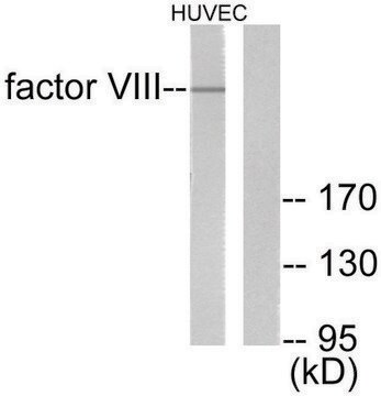 Anti-Factor VIII antibody produced in rabbit affinity isolated antibody