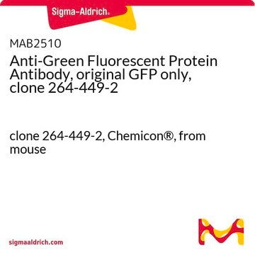 抗绿色荧光蛋白抗体，仅原始GFP，克隆264-449-2 clone 264-449-2, Chemicon&#174;, from mouse