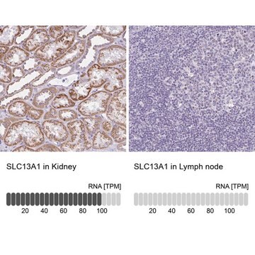 Anti-SLC13A1 antibody produced in rabbit Prestige Antibodies&#174; Powered by Atlas Antibodies, affinity isolated antibody, buffered aqueous glycerol solution