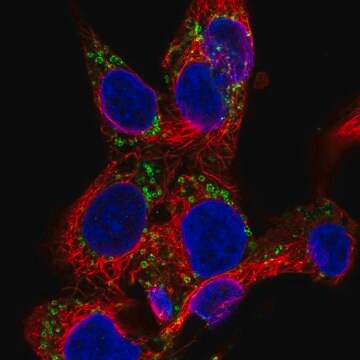 Anti-EDA antibody produced in rabbit Prestige Antibodies&#174; Powered by Atlas Antibodies, affinity isolated antibody