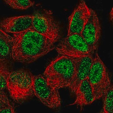 Anti-FOXO3 antibody produced in rabbit Prestige Antibodies&#174; Powered by Atlas Antibodies, affinity isolated antibody