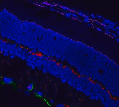 Anti-Mouse IgG (H+L), CF&#8482;568 antibody produced in chicken ~2&#160;mg/mL, affinity isolated antibody, buffered aqueous solution