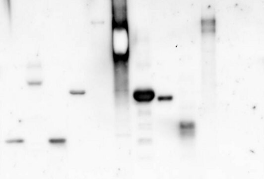 Concanavaline&nbsp;A from Canavalia ensiformis (Jack bean) peroxidase conjugate, lyophilized powder