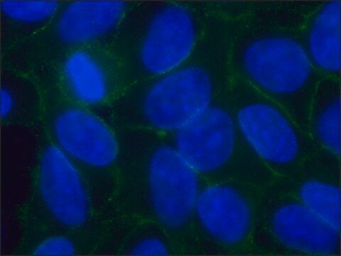 Przeciwciało anty-Pan-Cadherin, mysie monoklonalne clone CH-19, purified from hybridoma cell culture