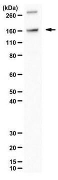 Anti-SNTF (cleaved spectrin) serum, from rabbit