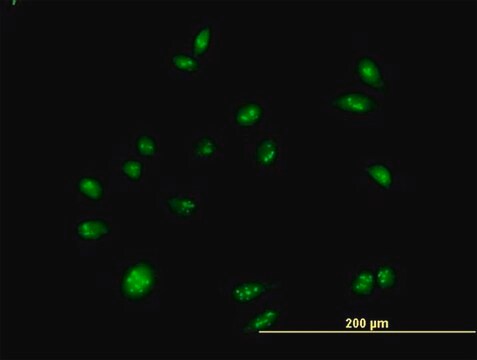 Anti-CEBPZ antibody produced in mouse purified immunoglobulin, buffered aqueous solution