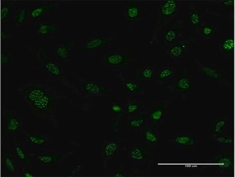 Monoclonal Anti-HSPB6 antibody produced in mouse clone 6A4, purified immunoglobulin, buffered aqueous solution