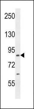 ANTI-CCDC123 (C-TERM) antibody produced in rabbit IgG fraction of antiserum, buffered aqueous solution