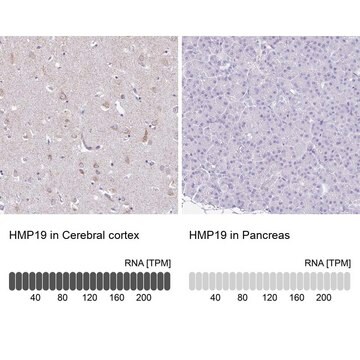 Anti-HMP19 antibody produced in rabbit Prestige Antibodies&#174; Powered by Atlas Antibodies, affinity isolated antibody, buffered aqueous glycerol solution