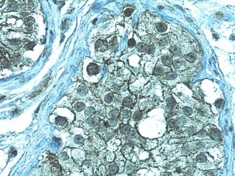 Anticorps anti-ZO-1 from rabbit, purified by affinity chromatography