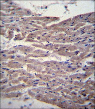 ANTI-MYBPC3 (N-TERM) antibody produced in rabbit IgG fraction of antiserum, buffered aqueous solution