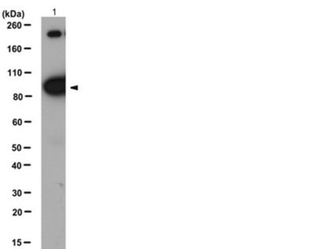 Anti-&#945;-Insulin Receptor Antibody, &#946; subunit Upstate&#174;, from rabbit