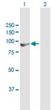 Anti-H6PD antibody produced in mouse purified immunoglobulin, buffered aqueous solution