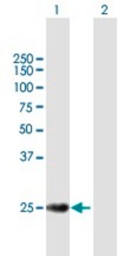 Anti-TERF2 antibody produced in mouse purified immunoglobulin, buffered aqueous solution