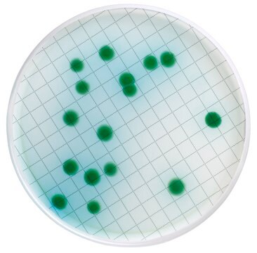 Cassetta con agar cetrimmide Cetrimide Agar, Naladixic Acid, for Pseudomonas aeruginosa, pack of 48&#160;tests, suitable for bioburden testing