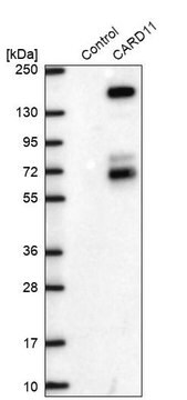 Anti-CARD11 antibody produced in rabbit Prestige Antibodies&#174; Powered by Atlas Antibodies, affinity isolated antibody, buffered aqueous glycerol solution