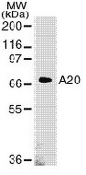 Anti-A20 Mouse mAb (59A426) liquid, clone 59A426, Calbiochem&#174;