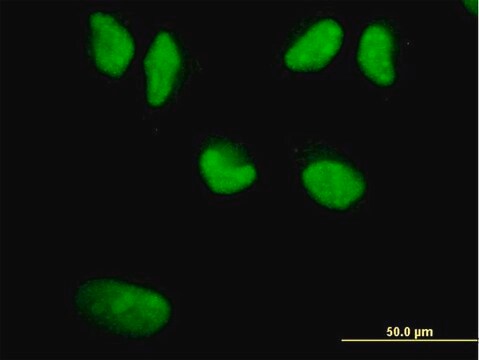 Monoclonal Anti-WRN antibody produced in mouse clone 3C11, purified immunoglobulin, buffered aqueous solution