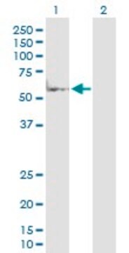 Anti-MAP2K7 antibody produced in rabbit purified immunoglobulin, buffered aqueous solution