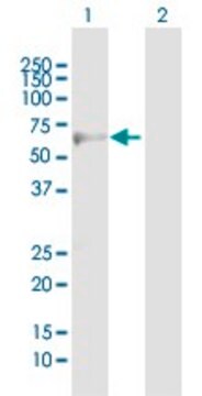 Anti-ADRB3 antibody produced in mouse purified immunoglobulin, buffered aqueous solution