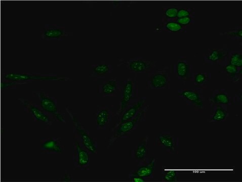 Monoclonal Anti-GEMIN4 antibody produced in mouse clone 3E1, purified immunoglobulin, buffered aqueous solution