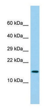 Anti-LY6G6D (N-terminal) antibody produced in rabbit affinity isolated antibody