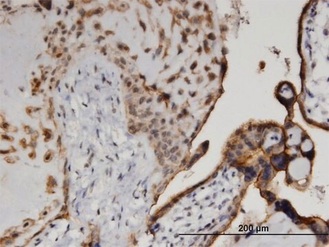 Monoclonal Anti-CSNK1D, (C-terminal) antibody produced in mouse clone 4H8, purified immunoglobulin, buffered aqueous solution