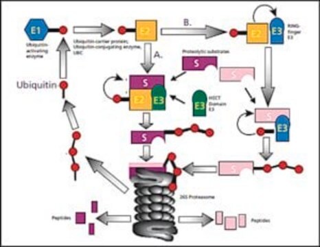 Ubiquitin aus Rindererythrocyten BioUltra, &#8805;98% (SDS-PAGE), essentially salt-free, lyophilized powder