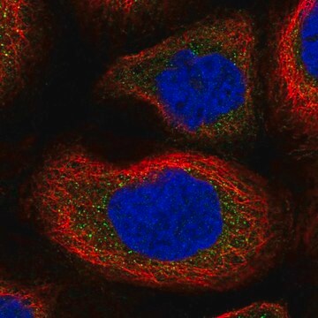 Anti-Slk Antibody Produced In Rabbit Prestige Antibodies&#174; Powered by Atlas Antibodies, affinity isolated antibody, buffered aqueous glycerol solution