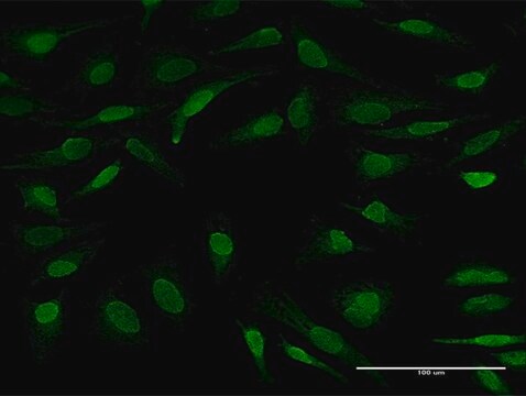 抗UBL7抗体 マウス宿主抗体 IgG fraction of antiserum, buffered aqueous solution