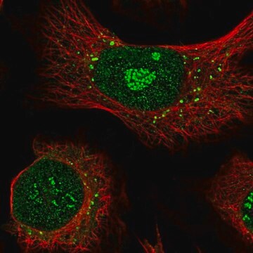 Anti-APEX2 antibody produced in rabbit Prestige Antibodies&#174; Powered by Atlas Antibodies, affinity isolated antibody