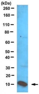 Anticorpo anti-S100A8/MRP-8 (senza azoturi) serum, from rabbit