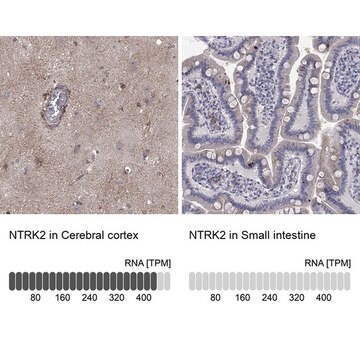 Anty-NTRK2 Prestige Antibodies&#174; Powered by Atlas Antibodies, affinity isolated antibody, buffered aqueous glycerol solution