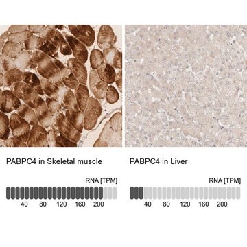 Anti-PABPC4 antibody produced in rabbit Prestige Antibodies&#174; Powered by Atlas Antibodies, affinity isolated antibody, buffered aqueous glycerol solution