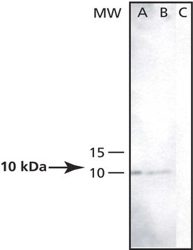 Anti-Pen-2 antibody produced in rabbit affinity isolated antibody, buffered aqueous solution