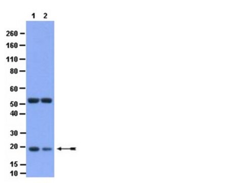 Przeciwciało anty-fosfo-Bid (Ser65) from rabbit, purified by affinity chromatography