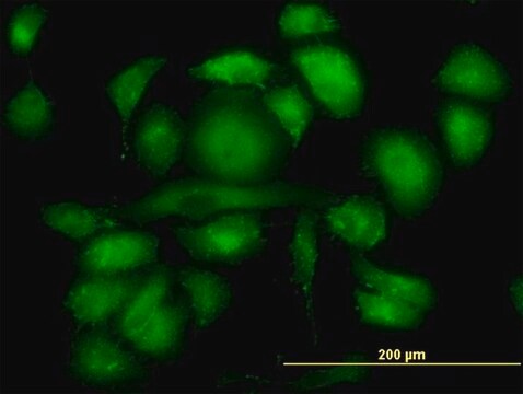 Monoclonal Anti-RDX antibody produced in mouse clone 1D9, purified immunoglobulin, buffered aqueous solution