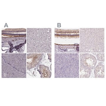 Anti-RPGRIP1 antibody produced in rabbit Prestige Antibodies&#174; Powered by Atlas Antibodies, affinity isolated antibody, buffered aqueous glycerol solution