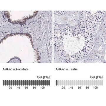 Anti-ARG2 antibody produced in rabbit affinity isolated antibody, buffered aqueous glycerol solution