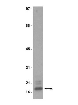 Anti-MBP Antibody, clone SKB3 clone SKB3, Upstate&#174;, from mouse