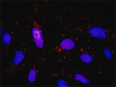 Monoclonal Anti-GNB5 antibody produced in mouse clone 3A3, purified immunoglobulin, buffered aqueous solution