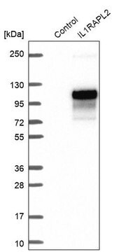 抗IL1RAPL2抗体 ウサギ宿主抗体 Prestige Antibodies&#174; Powered by Atlas Antibodies, affinity isolated antibody, buffered aqueous glycerol solution