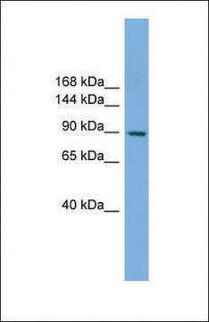 Anti-RAPGEF3, (N-terminal) antibody produced in rabbit affinity isolated antibody