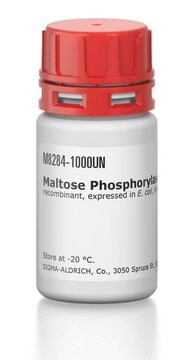 Maltose Phosphorylase from Enterococcus sp. recombinant, expressed in E. coli, lyophilized powder