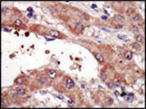 Anti-SPTLC2 (C-term) antibody produced in rabbit IgG fraction of antiserum, buffered aqueous solution