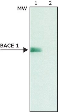 抗BACE 1, C末端(485-501)抗体 ウサギ宿主抗体 affinity isolated antibody, buffered aqueous solution